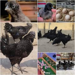 Ayam Cemnai Gray Toung Fertaild Eggs Chiks And Pair Available