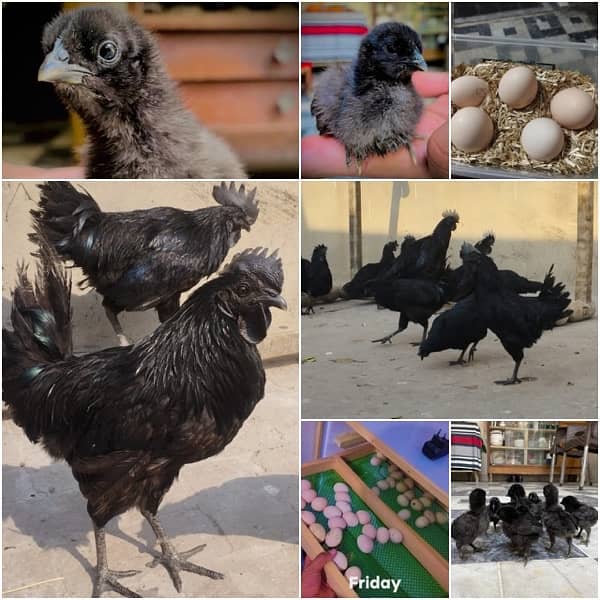 Ayam Cemnai Gray Toung Fertaild Eggs Chiks And Pair Available 0