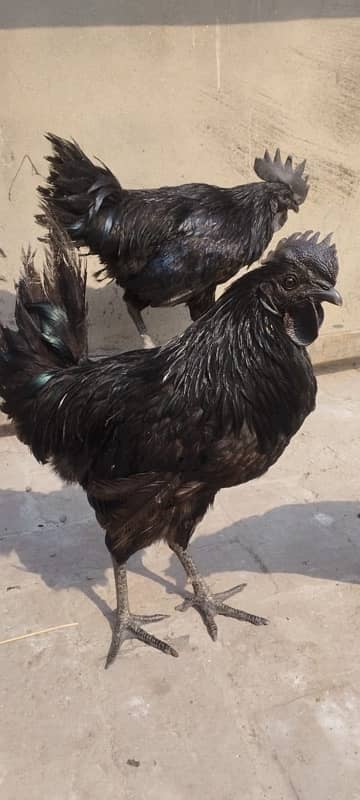 Ayam Cemnai Gray Toung Fertaild Eggs Chiks And Pair Available 3