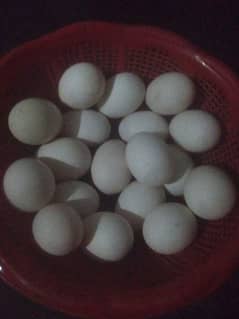 ducks eggs