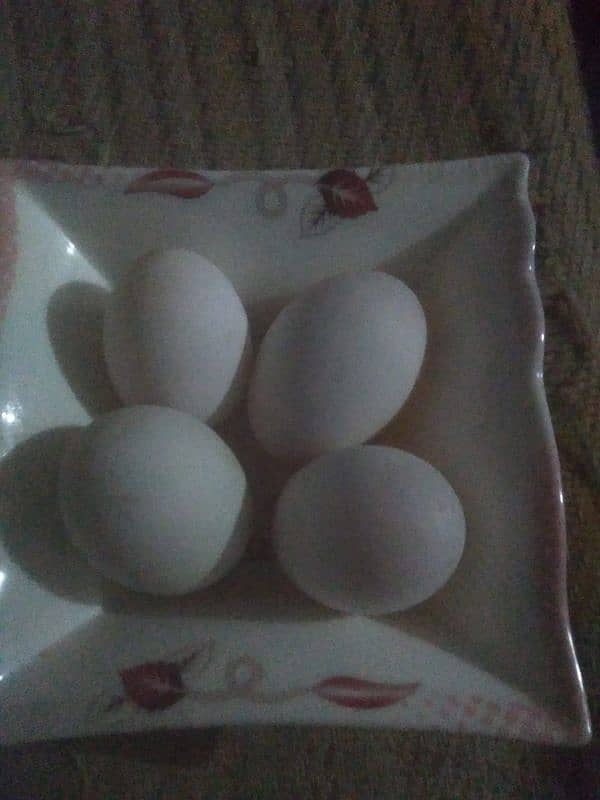 ducks eggs 1