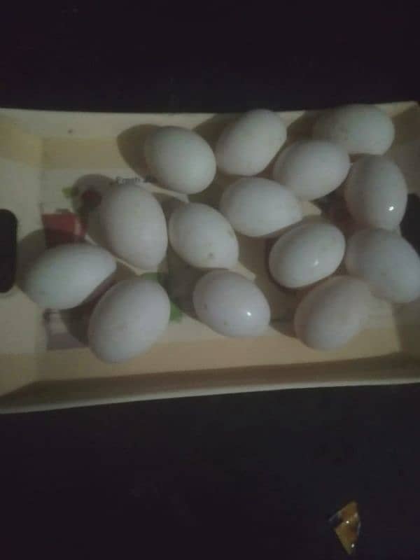 ducks eggs 2