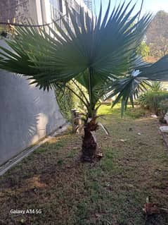 Palm Tree healthy