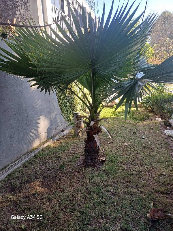 Palm Tree healthy 0