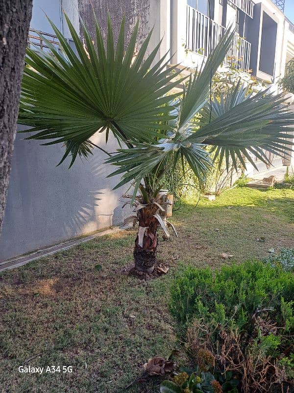 Palm Tree healthy 1