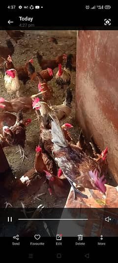 desi goldan hens or rosters