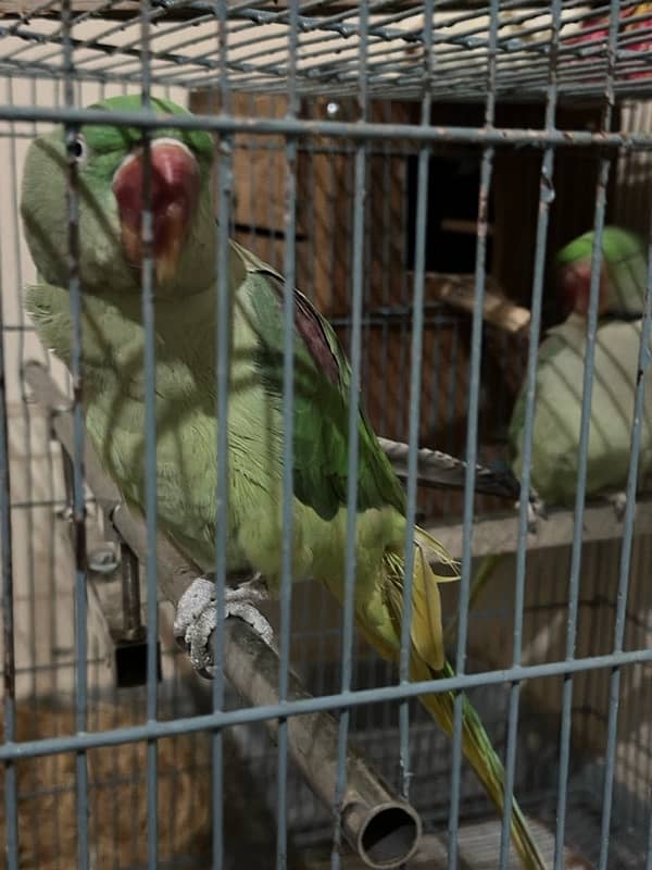 Raw parrots 1