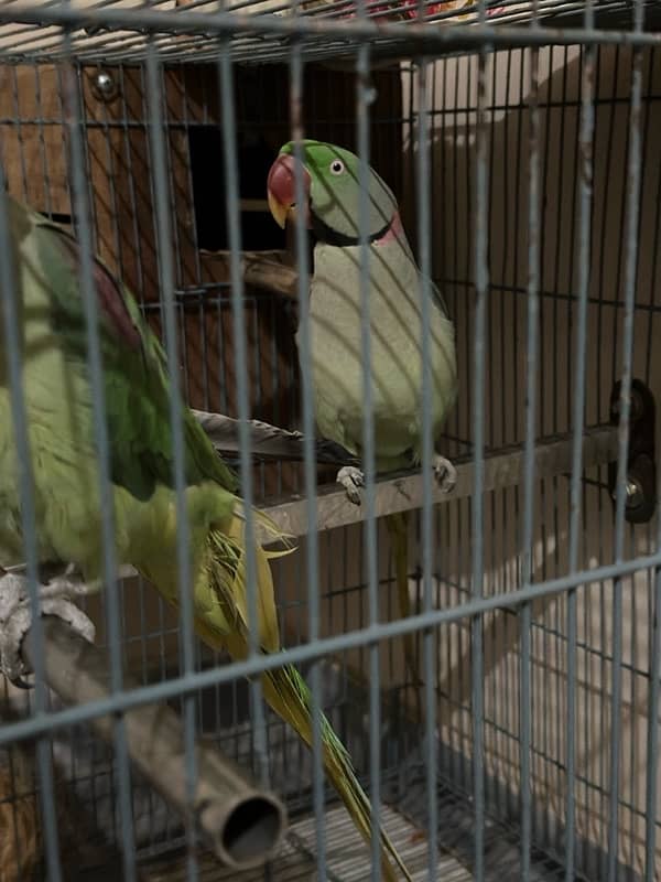 Raw parrots 2