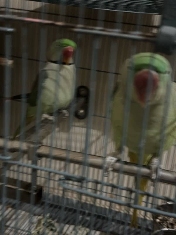 Raw parrots 3