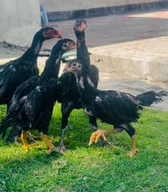 Ring bird aseel shamo female chicks| black shamo chicks|o shamo chicks