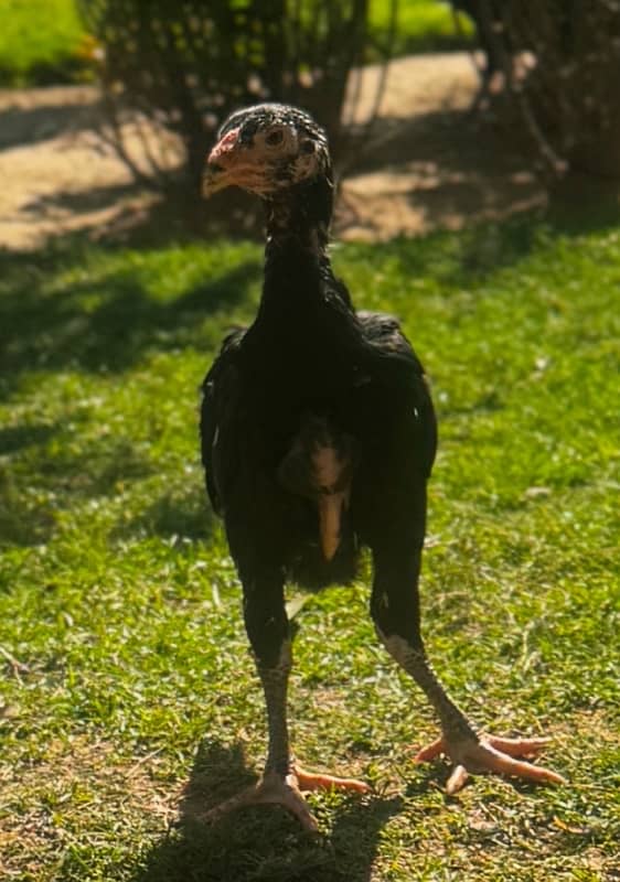 Ring bird aseel shamo female chicks| black shamo chicks|o shamo chicks 3