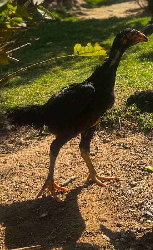 Ring bird aseel shamo female chicks| black shamo chicks|o shamo chicks 5