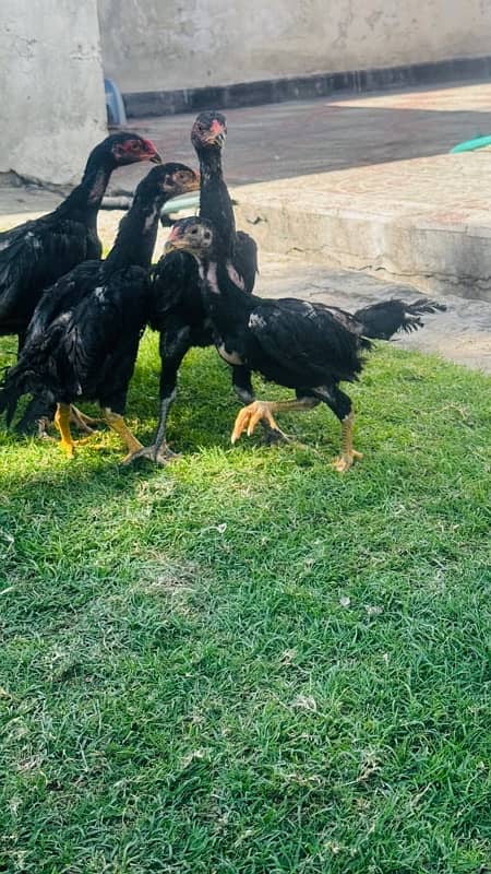 Ring bird aseel shamo female chicks| black shamo chicks|o shamo chicks 8