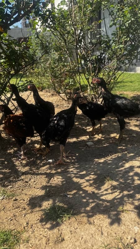 Ring bird aseel shamo female chicks| black shamo chicks|o shamo chicks 11