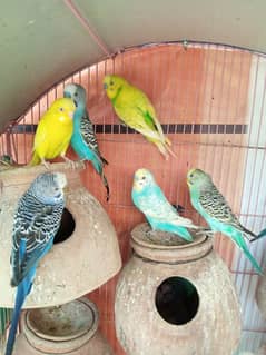 Budgies - Male Female Adults