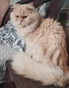 Persian male cat