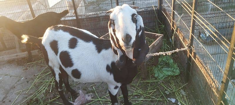 Goat for sale 1