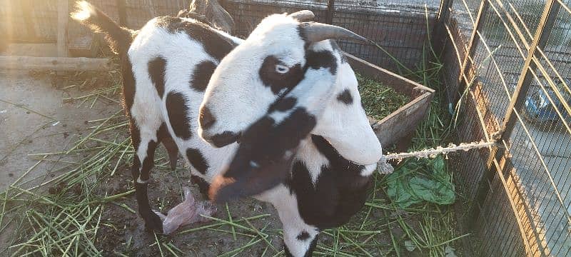 Goat for sale 2