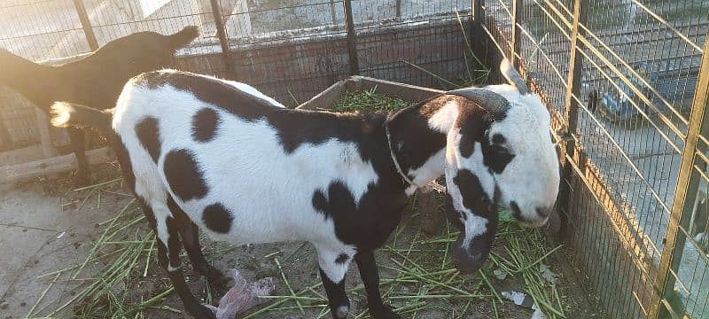 Goat for sale 3