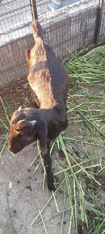 Goat for sale 4