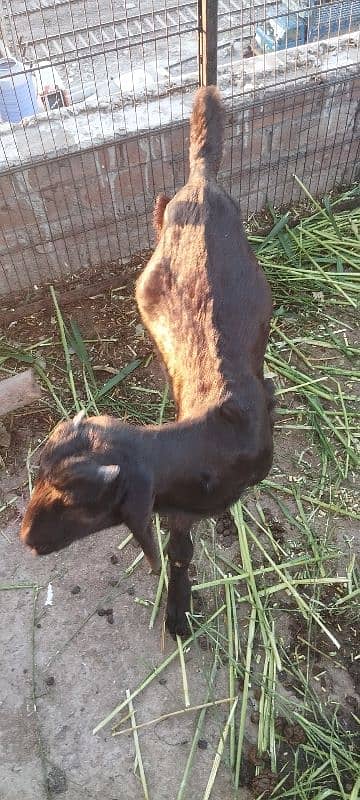 Goat for sale 5