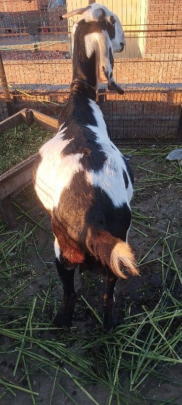 Goat for sale 6