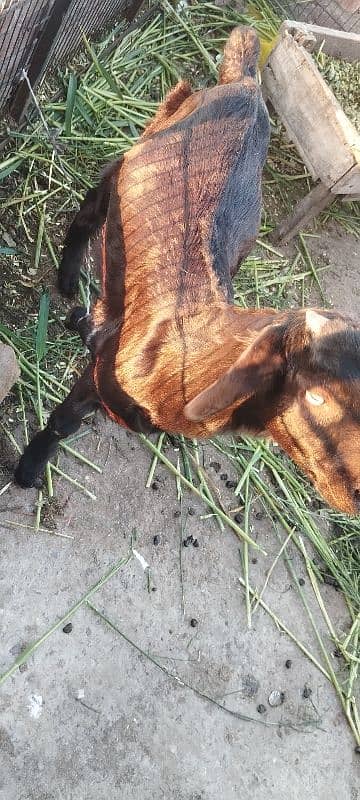 Goat for sale 7