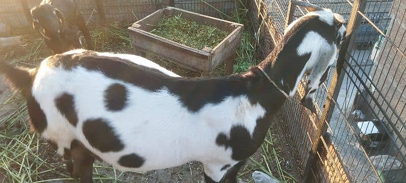 Goat for sale 8