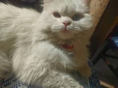 odd eye pure white persian cat