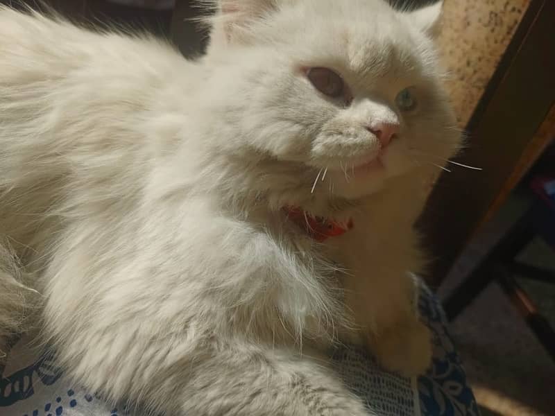 odd eye pure white persian cat 1