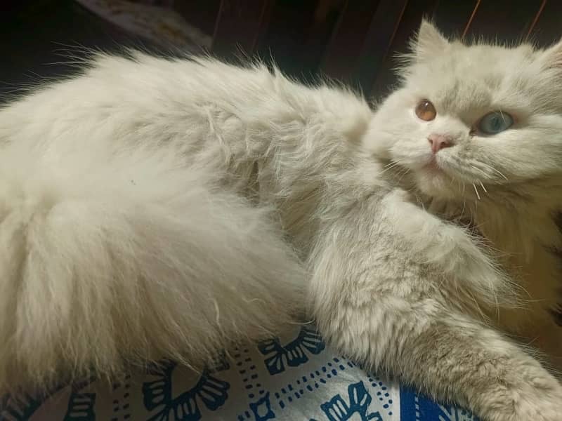 odd eye pure white persian cat 2