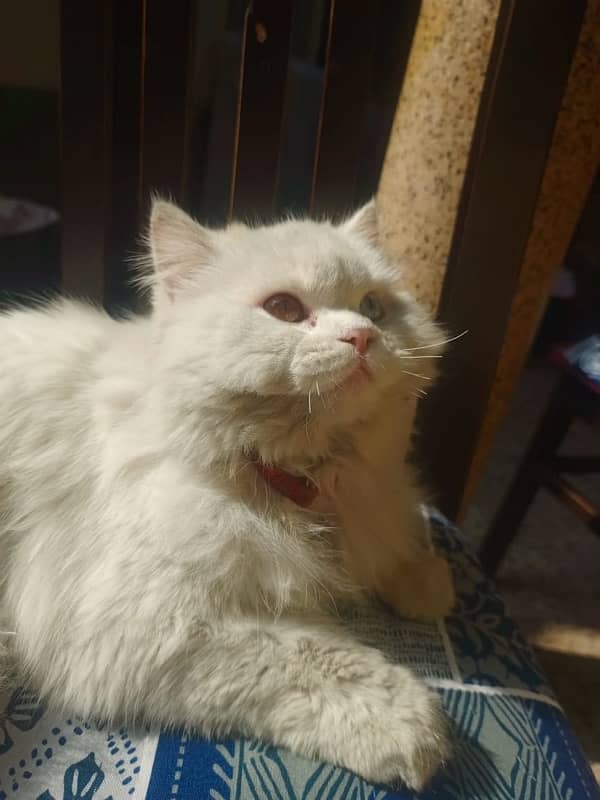 odd eye pure white persian cat 3