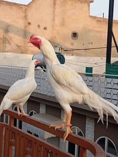 Heera aseel pair for sale