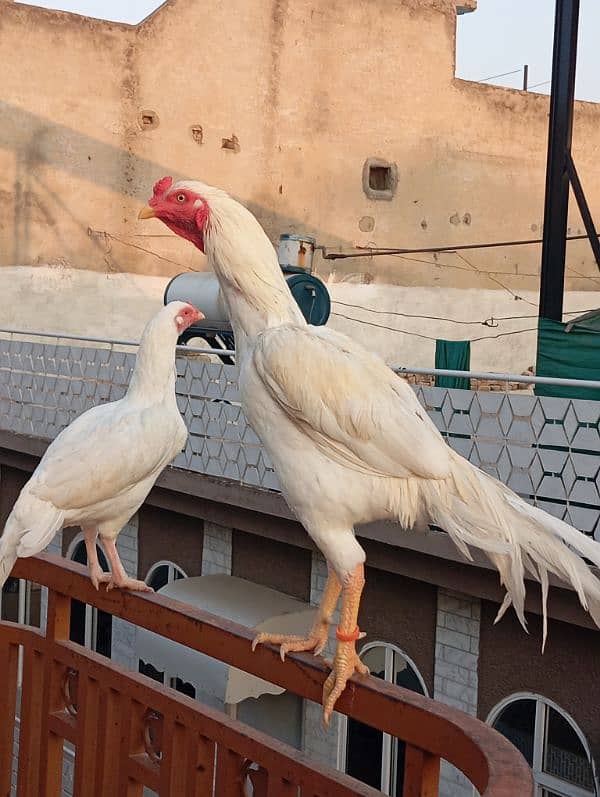 Heera aseel pair for sale 0