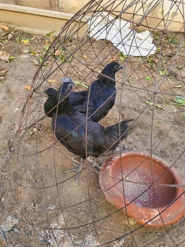 Ayam Cemani Trio 4 month 0