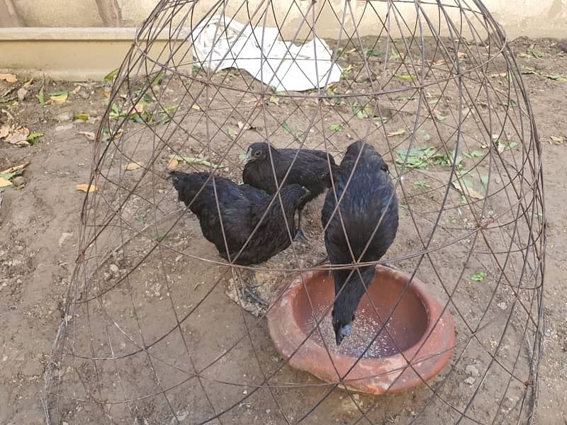 Ayam Cemani Trio 4 month 1