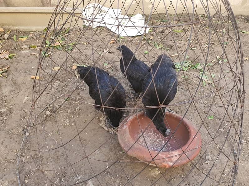 Ayam Cemani Trio 4 month 2