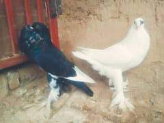 Gubara pigeon