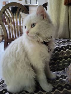 Turkish Angora Male Cat