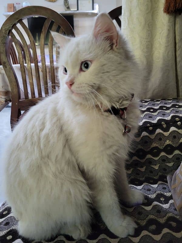 Turkish Angora Male Cat 0