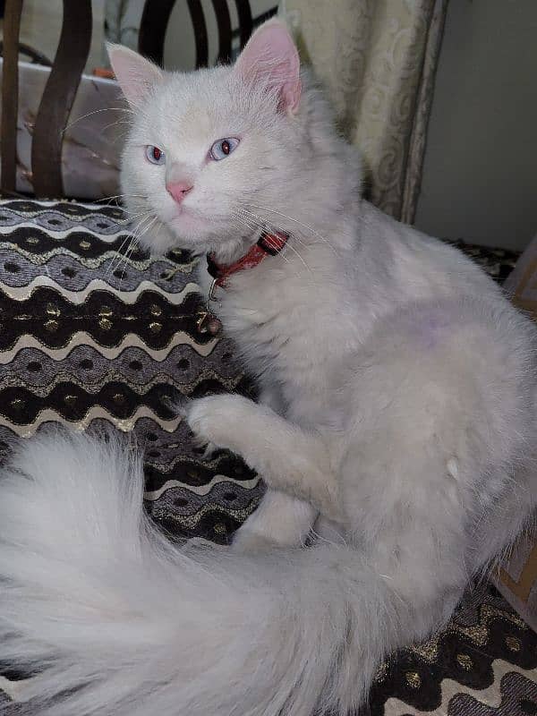 Turkish Angora Male Cat 1