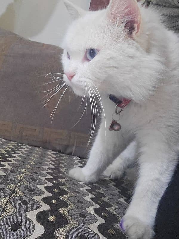 Turkish Angora Male Cat 2