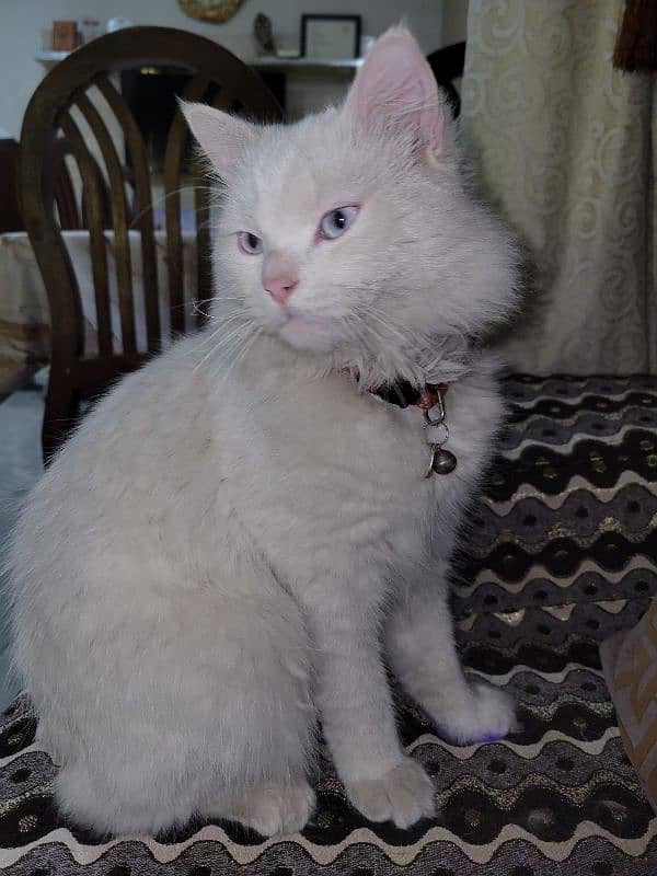 Turkish Angora Male Cat 4