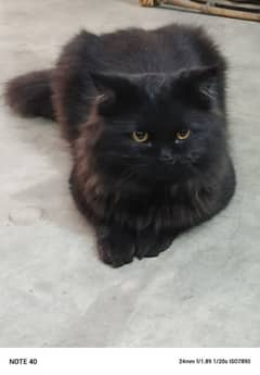 Persian male cat double coated