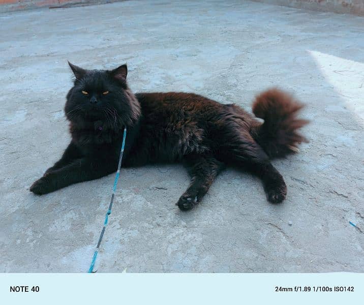 Persian male cat double coated 1