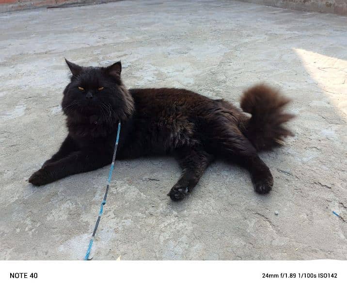 Persian male cat double coated 2