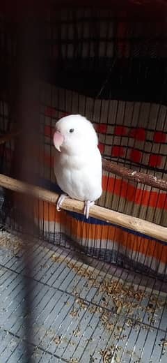 Love Bird Breeding Pair Black eyes