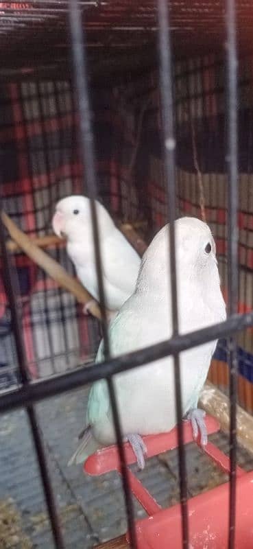 Love Bird Breeding Pair Black eyes 1