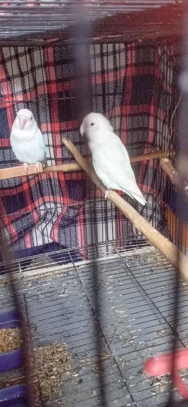 Love Bird Breeding Pair Black eyes 2