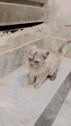 russion cat baby for sale